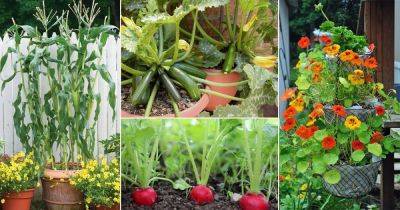 9 Zucchini Companion Plants - balconygardenweb.com