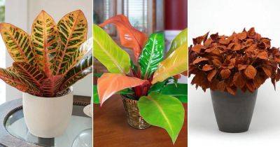 14 Amazing Orange Houseplants You Can Grow - balconygardenweb.com
