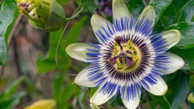 Passion flower: How to plant, grow and care for passion flowers in the UK | House & Garden - houseandgarden.co.uk - Britain - Spain
