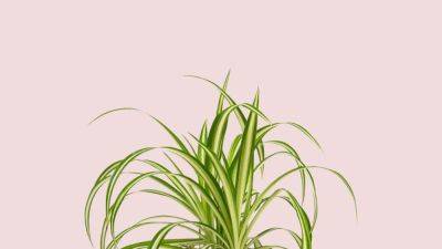 How to care for spider plants | House & Garden - houseandgarden.co.uk - South Africa - Greece - Sweden