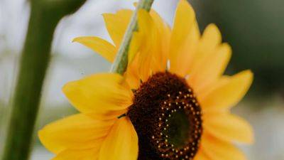 Sunflower: How and when to grow sunflowers | House & Garden - houseandgarden.co.uk - Usa - Britain - Mexico - state California