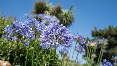 Agapanthus: How to plant, grow and care for the flowers in the UK | House & Garden - houseandgarden.co.uk - Britain - South Africa