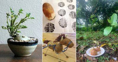 22 Fantastic Potato Craft and Art Ideas - balconygardenweb.com