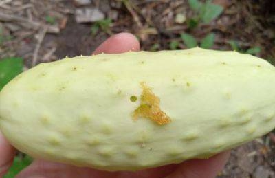 What Is It? Wednesday – Pickleworm - hgic.clemson.edu