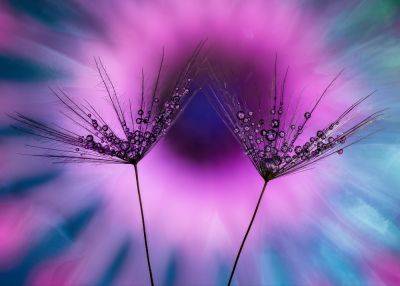 Results of the IGPOTY Macro Art 17 revealed - theenglishgarden.co.uk - Britain - Germany
