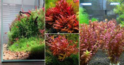 29 Types of Red Aquarium Plants - balconygardenweb.com - India