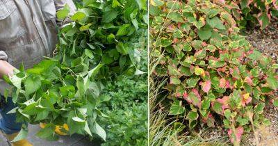 Will Vinegar Kill Chameleon Plant | Houttuynia Cordata's Invasiveness - balconygardenweb.com