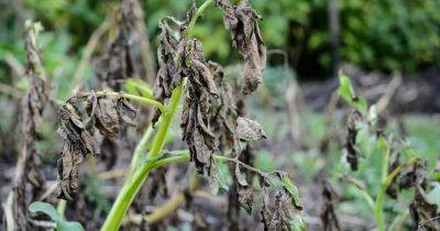 How To Stop Potato Blight - gardenersworld.com - Britain - Ireland