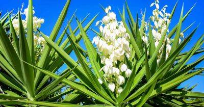 28 of the Best Types of Yucca Plants - gardenerspath.com