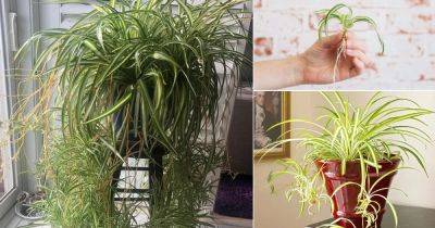 How to Get More Spider Plant Babies - balconygardenweb.com