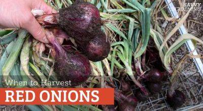 When to Harvest Red Onions for Storage or Fresh Eating - savvygardening.com - Netherlands - state Pennsylvania
