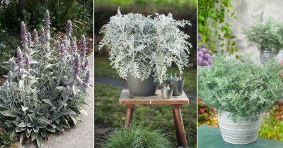 10 Herbs with Greyish Leaves - balconygardenweb.com - Russia