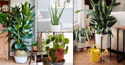 12 Indoor Plants for First Time Plant Parents - balconygardenweb.com - city Sansevieria