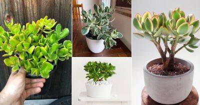 11 Best Crassula Ovatas | Most Beautiful Jade Plants - balconygardenweb.com