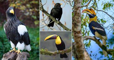 30 Stunning Black Birds with Yellow Beaks - balconygardenweb.com