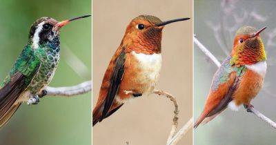20 Beautiful Hummingbirds In Georgia - balconygardenweb.com - Usa - Georgia - Mexico