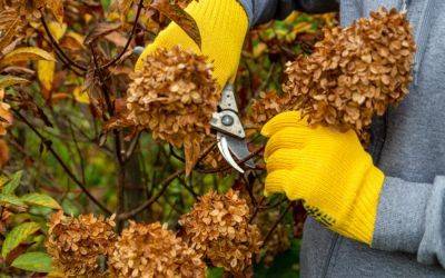 ​How to prune shrubs - Gardening for beginners - jparkers.co.uk