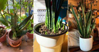 Force a Snake Plant to Produce Pups for Unlimited Sansevierias - balconygardenweb.com - city Sansevieria