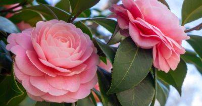 How to Identify and Control 5 Camellia Pests - gardenerspath.com