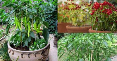 Growing Hot Peppers In Containers | How To Grow Chili Peppers In Pots - balconygardenweb.com