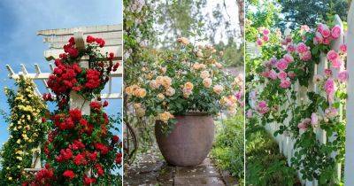 When to Plant Roses in Texas? Find Out! - balconygardenweb.com - state Texas