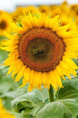 Growing sunflowers in pots: easy step-by-step guide - growingfamily.co.uk