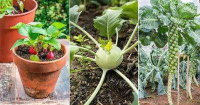 18 Man Made Vegetables You Never Knew About! - balconygardenweb.com - Belgium - region Mediterranean
