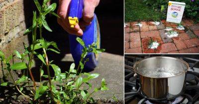 22 Potent Homemade Weed Killer Ideas - balconygardenweb.com