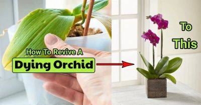 How to Revive a Dying Orchid - balconygardenweb.com