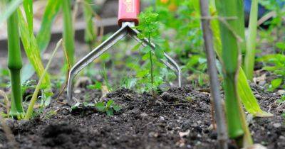 Five Ways to Eradicate Weeds - gardenersworld.com