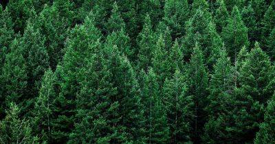 The Best Pine Trees: 41 Noteworthy Varieties - gardenerspath.com - Usa - Greece - region Mediterranean - county Hardy