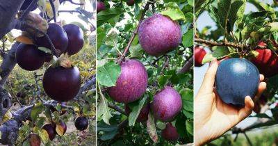 6 Best Blue Apple Varieties: Facts and Growing Information - balconygardenweb.com