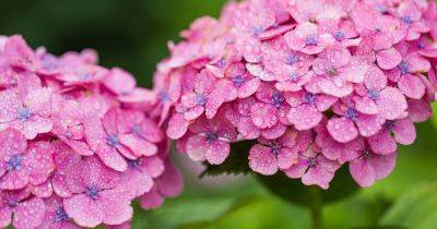Your gardening questions answered: What’s wrong with my hydrangeas? - irishtimes.com