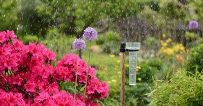 How rain can be great for your garden - irishtimes.com - Ireland