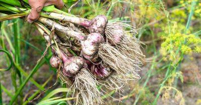 How to Identify and Control 7 Garlic Diseases | Gardener's Path - gardenerspath.com