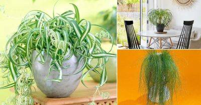 14 Unique Indoor Plants that Look Like Hair Strands - balconygardenweb.com - city Columbia