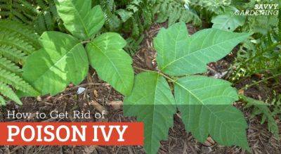 How to Get Rid of Poison Ivy Plants Safely - savvygardening.com