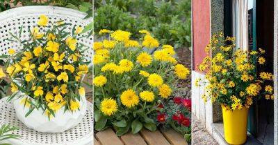 17 Best Yellow Flowering Herbs - balconygardenweb.com