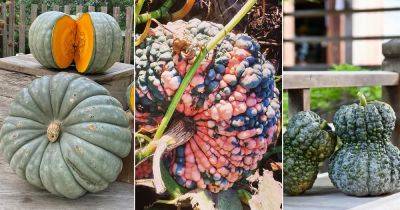 22 Best Blue Pumpkin Varieties + Blue Pumpkin Meaning - balconygardenweb.com - Japan
