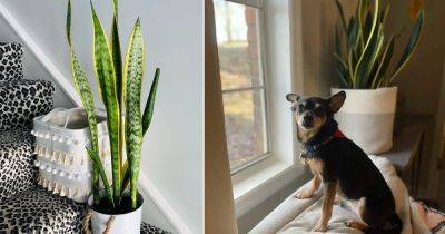 Are Snake Plants Toxic to Dogs? Find Out! - balconygardenweb.com