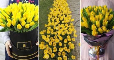 Yellow Tulips Meaning and Symbolism - balconygardenweb.com - Netherlands - Turkey