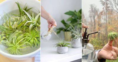 How To Water Air Plants | Watering Air Plants - balconygardenweb.com
