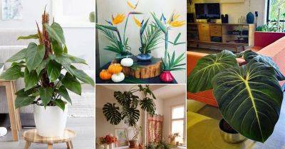 35 Tropical Indoor Plants Pictures and Ideas from Instagram - balconygardenweb.com