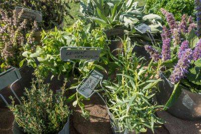 Learn Plant Families to Help You Grow as a Gardener - treehugger.com