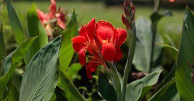 How to Lift and Store Canna Lilies for Winter - gardenerspath.com