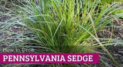 Growing Pennsylvania Sedge: A No-Fuss, Reliable Native Plant - savvygardening.com - Usa - Britain - Canada - state Pennsylvania