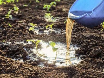 Choosing And Using Liquid Fertilizer For Vegetables - gardeningknowhow.com
