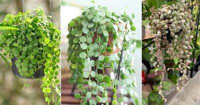 How to Grow Dischidia nummularia | Growing Button Orchid - balconygardenweb.com - China - India - Australia - Indonesia