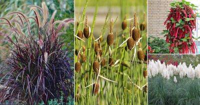 10 Plants that Look like Cattail Plant - balconygardenweb.com