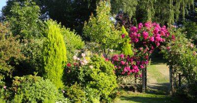 8 of the best garden arches | BBC Gardeners’ World Magazine - gardenersworld.com